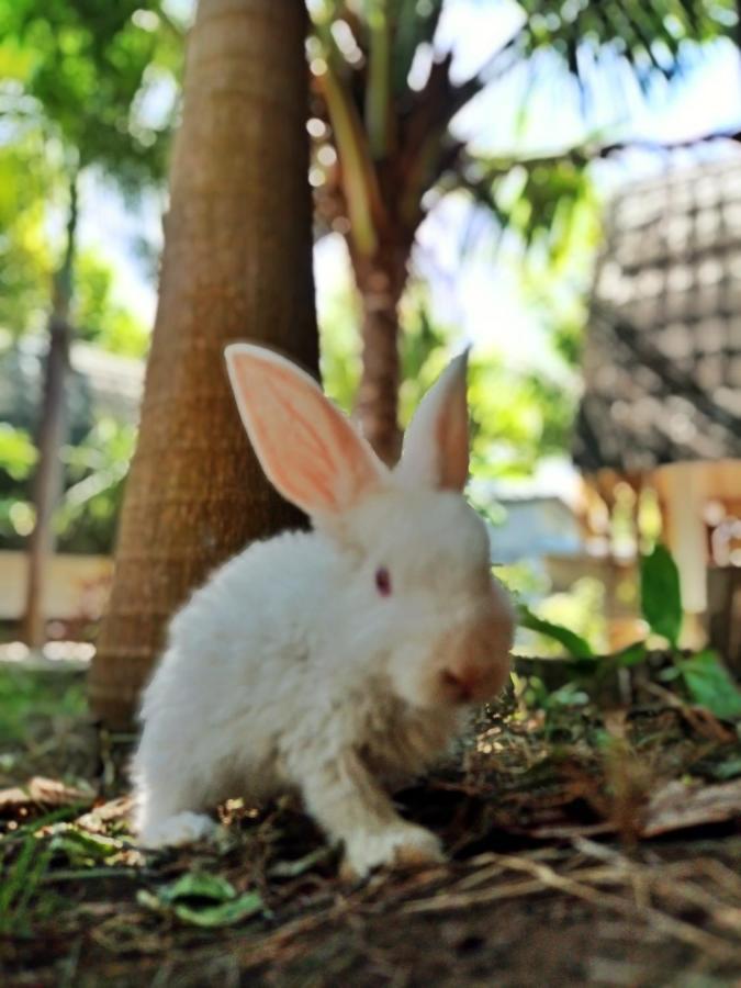 Follow The Rabbit Bungalow Gili Air Luaran gambar