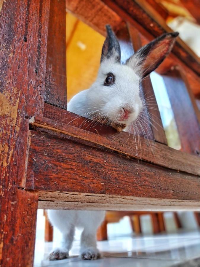 Follow The Rabbit Bungalow Gili Air Luaran gambar